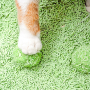 猫森林猫砂除臭祛味猫咪用品无尘猫沙绿茶豆腐猫砂2.4kg 绿茶豆腐猫砂2.4kg