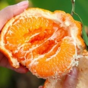 赛鲜森 四川春见耙耙柑5斤特级水果橘子