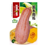 广冬千特华煜  四季播种 农家蜜本南瓜种子1包