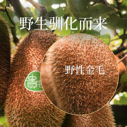 田园东方 贵州修文 奇异果 15枚（单果70-90g）通用装