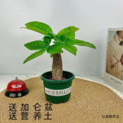 樱霞 小发财树+土+树脂花盆 送营养土一包