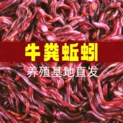 11点开始、天降福利、限地区：大号鲜活牛粪红蚯蚓 活饵盒装1盒