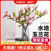 静黛轩 水培花卉白玉兰干枝带花苞鲜花植物室内鲜切好养雪柳开盆栽客厅