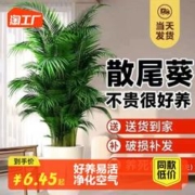 忻朵 散尾葵绿植物客厅大型盆栽夏威夷凤尾竹办公室内富贵椰子四季常青