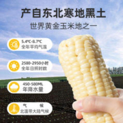 缘味富邦 真空包装白糯玉米10支新鲜采摘东北粘黏苞米减非即食代餐轻食