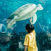 海棠湾一线，自带270度海底餐厅！三亚海棠湾洲际 多种房型1-3晚套餐（含2大2小早餐+迷你吧+可选含海底餐厅晚餐等）