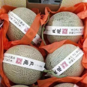 柚萝 爆甜 海南蜜甜瓜 网纹甜瓜 9斤 （3-6个装）