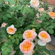 阪果舍 月季花苗盆栽玫瑰鲜花卉植物室内外特大花四季开花带花苞