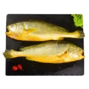XYXT 虾有虾途 特大黄花鱼新鲜冷冻 4条