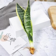 静茹轩 金边虎皮兰1颗 不含盆