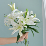 花点时间Reflower 香水百合10朵