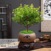 幼薇 小叶赤楠盆景苗+舍得紫砂盆+圆形底盘 带盆栽好