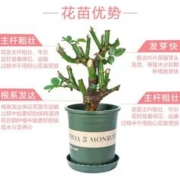 吉米鹿 粉荔枝四季开花