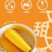五芳斋旗下，优米一家 23年新鲜东北黄糯玉米 8根（1600g）