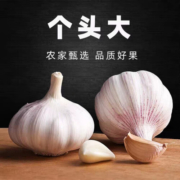 鲁禧山东蒜头干蒜 粒大饱满 紫白皮 新鲜蔬菜助农产品 【优选】蒜3斤中果