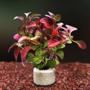 新手也能养：花百年 鱼缸水草植物 红波净水石