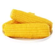 珍谷诱惑 东北糯玉米棒 200g*8支