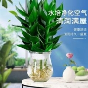 小冤家 1支观音竹裸根