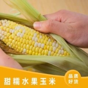 莎薯 水果玉米带皮新鲜玉米东北甜玉米棒 230g*8根