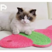 Fancy Poupee 宠宝 吸盘剑麻猫抓板 颜值养猫党必入款