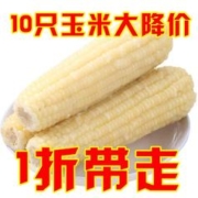 正宗东北白糯玉棒真空包装早餐即食粘玉米熟黏糯玉米10根