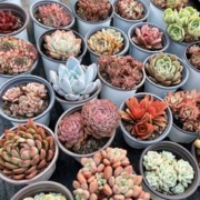 天降到手1元 9cm盆单颗多肉1颗