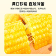 北纬47° BEIWEI） 黄糯玉米200g*10穗 低脂玉米棒东北黄糯玉米 杂粮 杂粮礼盒