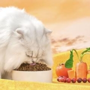 京东京造 鸡肉蛋黄冻干双拼全阶段猫粮 10kg