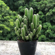 轩林美 绿植花卉懒人盆栽  多肉万重山1棵【不含盆】
