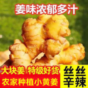 绿森客 5斤正宗贵州小黄姜新鲜姜农家现挖炒菜浓郁嫩姜老姜