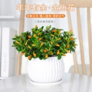 云寒 金鱼吊兰盆栽四季观花植物