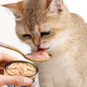 蓓味佳猫罐头85g+猫条96g（8支）+猫草冻干50g