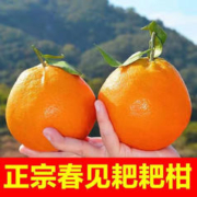 鲜程祥合 特大果爆甜 四川春见耙耙柑 9斤装（约18个装）