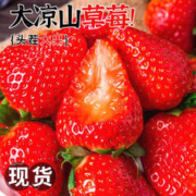 吉品猫 大凉山草莓 净重5斤装