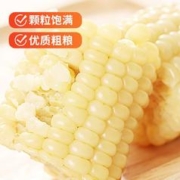 NONGKEYU 农科玉 新鲜黑糯玉米真空包装 甜糯
