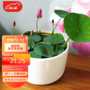 悠梵萌 水生碗莲种子水培植物四季易活藕室内盆栽绿植睡莲荷花种子20颗