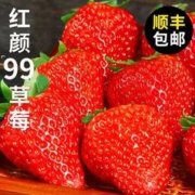君闵 现摘 大凉山 红颜99草莓 5斤装