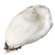 鲜拔头筹 乳山生蚝鲜活特大带箱6斤海蛎子三倍体2500g牡蛎 生鲜贝类 【家庭聚餐】4XL带箱6斤 约11只