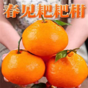 莫小仙 元旦超级秒杀500件！！！正宗四川春见 耙耙柑 9斤装大果 80+mm