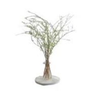 京东百亿补贴：临雅 鲜枝雪柳50-60cm15枝 （带芽带苞）