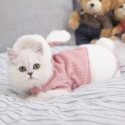 88VIP会员：Hoopet 兔耳朵加绒猫咪衣服 （冬季保暖 圣诞必备）6-10斤内猫用