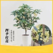 88VIP会员：DWD 德沃多肥料 桂花树苗盆栽室内植物庭院地栽花卉四季桂金桂浓香型