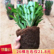 康果圆 蟹爪兰1颗+肥料 不带盆