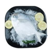 PLUS会员：鲜京采 舟山大号银鲳鱼 1.5kg 10-12条/kg