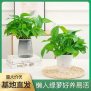 姿蕊 绿萝盆栽花卉植物室内吸除甲醛净化空气长藤垂吊兰大绿箩水培绿植