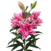 26日11点：嗷嗷牛 百合种球绿植盆栽