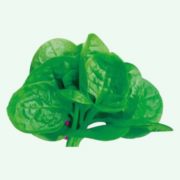 200种蔬菜任选 四季蔬菜种子