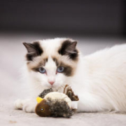 GiGwi 贵为 炫律猎物小鸟 猫咪用品猫咪玩具 动听的鸟叫声 麻雀声
