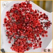 悦多彩 A级澳洲平头腊梅 红色 1扎（染色）