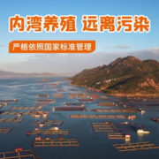三都港 调味醇香黄鱼鲞黄瓜鱼新鲜生鲜海鱼宁德黄花鱼鱼类冷冻海鲜水产 调味黄花鱼140-160g*4条